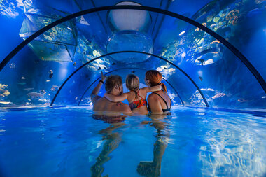 Alpentherme Gastein Meerwasser-Aquarium | © Alpentherme Gastein/Marktl Photography
