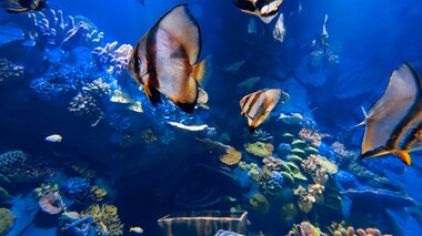 Alpentherme Gastein Meerwasser-Aquarium | © Alpentherme Gastein/Marktl Photography