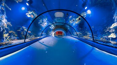 Alpentherme Gastein Meerwasser-Aquarium Geschäftsführer  | © Alpentherme Gastein/Marktl Photography