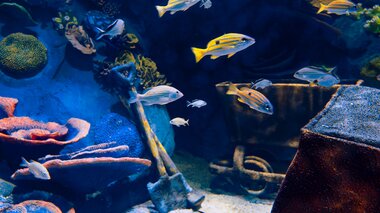 Alpentherme Gastein Meerwasser-Aquarium  | © Alpentherme Gastein/Marktl Photography