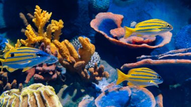 Alpentherme Gastein Meerwasser-Aquarium  | © Alpentherme Gastein/Marktl Photography