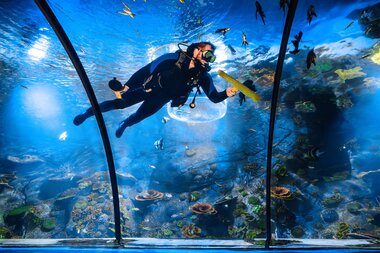 Taucher im Montequarium | © Alpentherme Gastein/Marktl Photography
