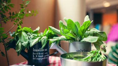 Herbal Cup Austria | © Herbal Cup Austria / Ryszard Rak